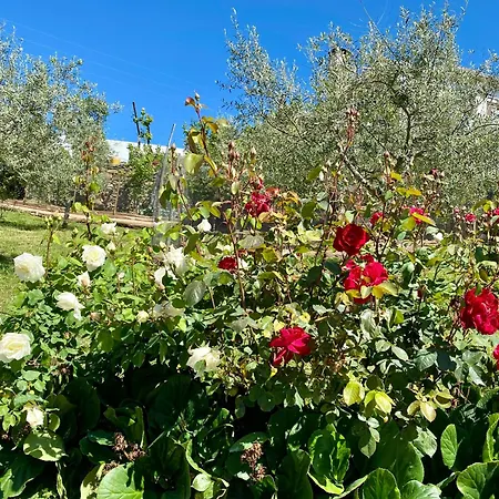 Quinta Das Flores Vale de Pradinhos Exterior photo